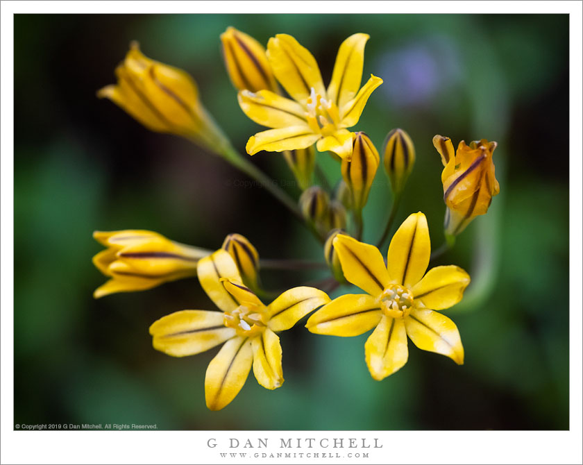 Triteleia Flowers