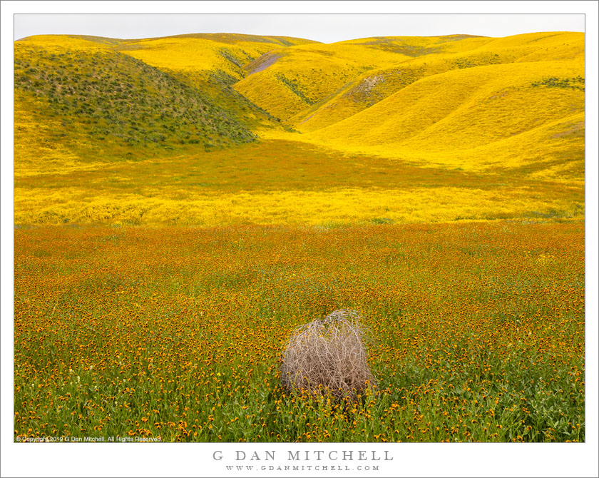 Tumbleweed, California Wildflowers