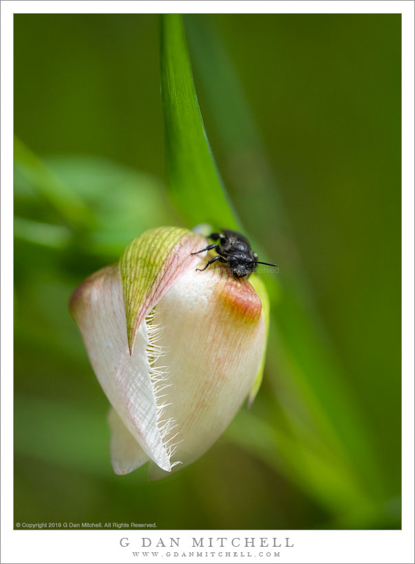 White Globe Lily... And Bug