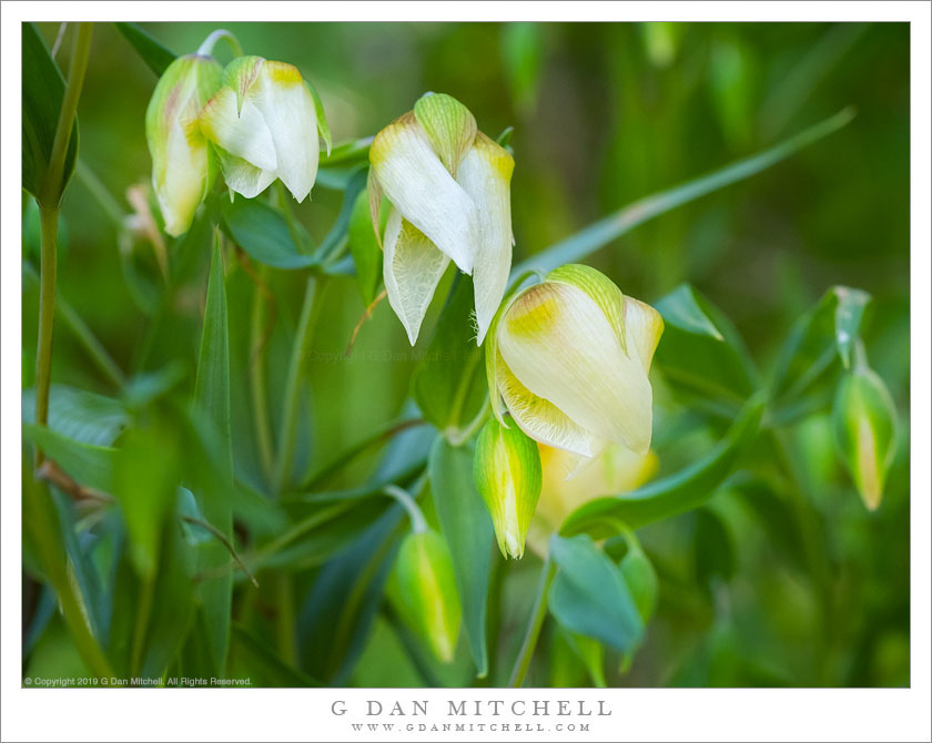 White Globe Lily Flowers