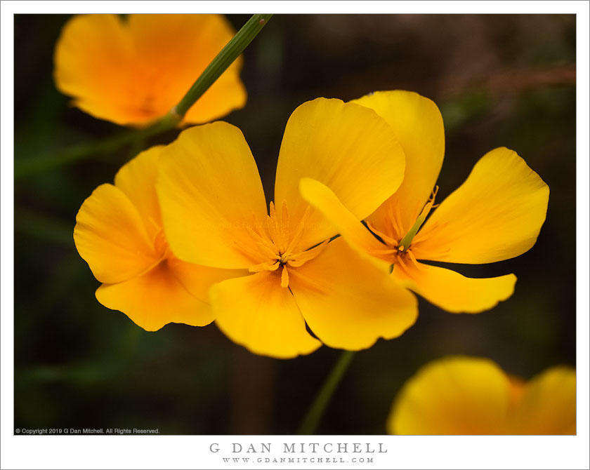 California Golden Poppies