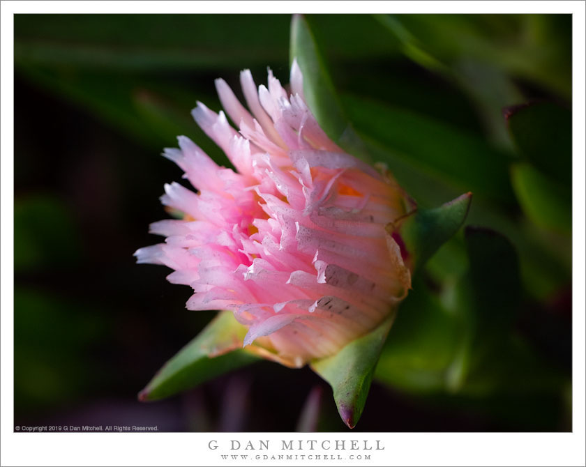 Ice Plant Flower