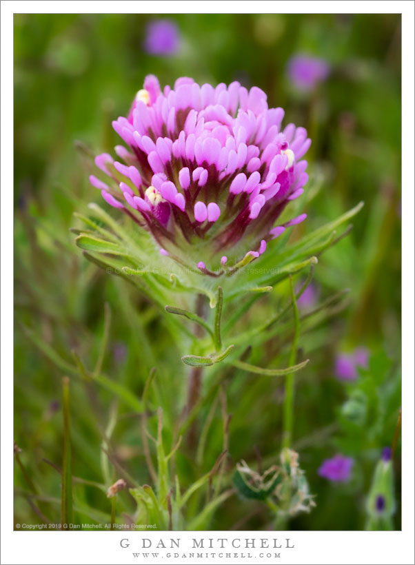 Purple Owl's Clover Flowers