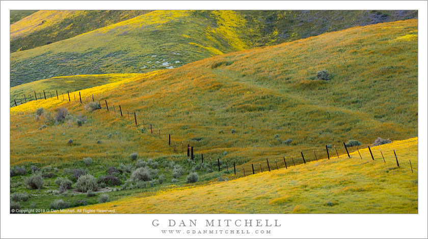 Wildflowers, Hills, And Fence