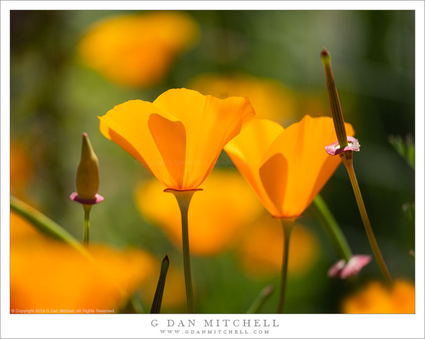 California Golden Poppies