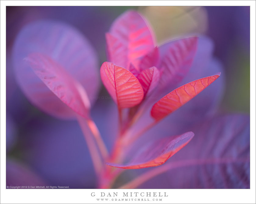 Red Leaves