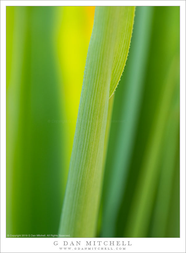 Green Forms