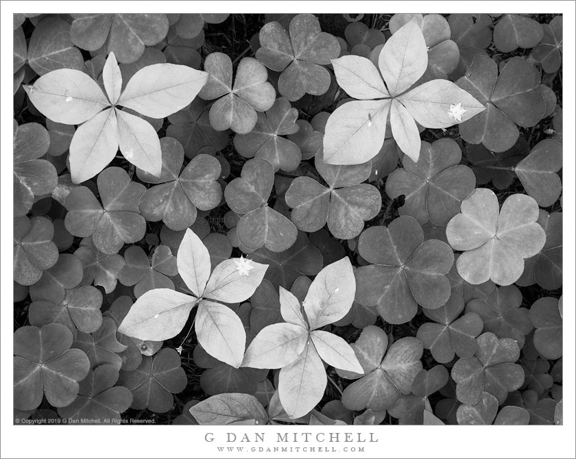 Plants, Redwood Forest Floor