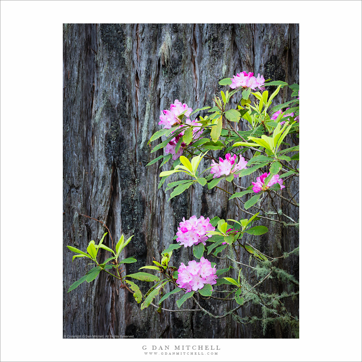 Rhododendron Blooms, Redwood Bark