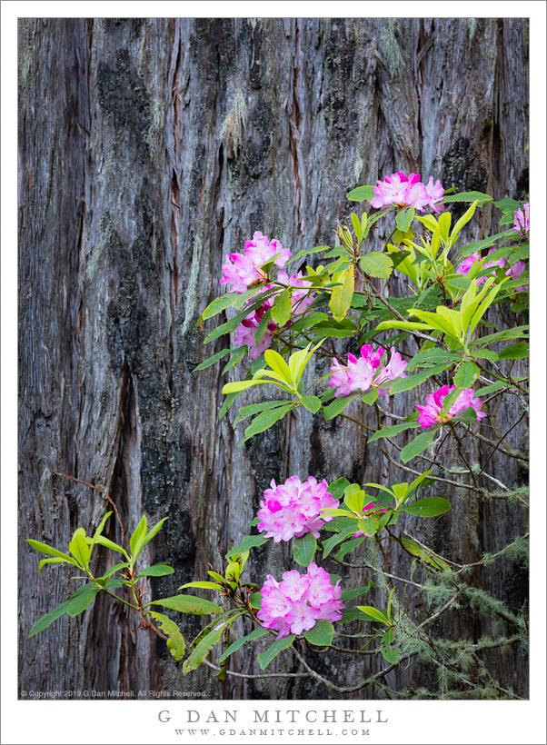 Rhododendron Blooms, Redwood Bark