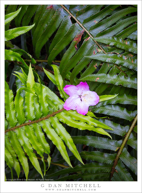 Rhododendron And Ferns