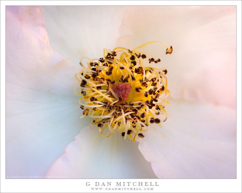 Flower Detail