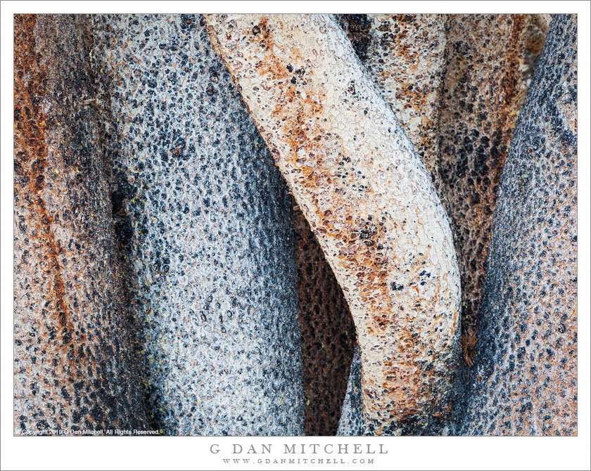 Tree Trunks, Tyndall Creek