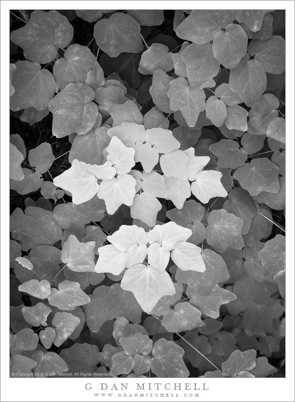 Redwood Forest Plants