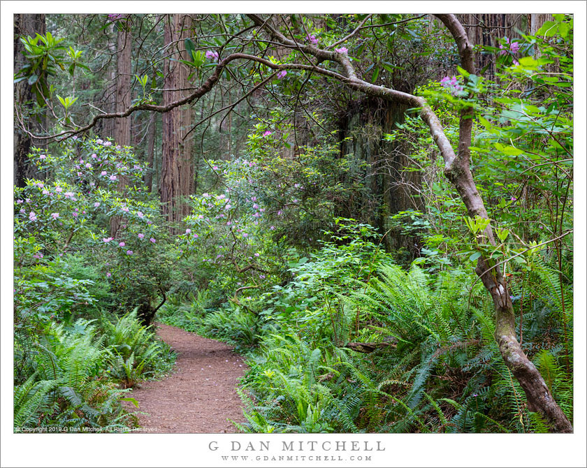 Redwood Forest Trail, Rhododendron Flowers