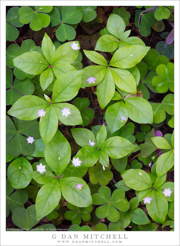 Starflower and Redwood Sorrel