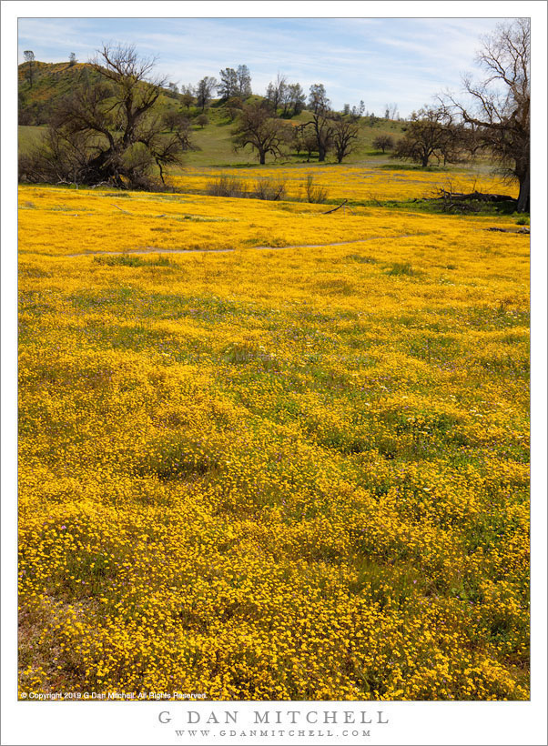 Wildflower-filled Meadow