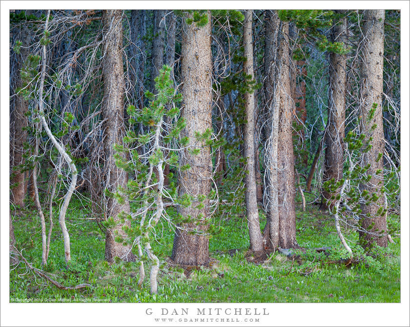 Young Trees, Dark Forest Young Trees, Dark Forest