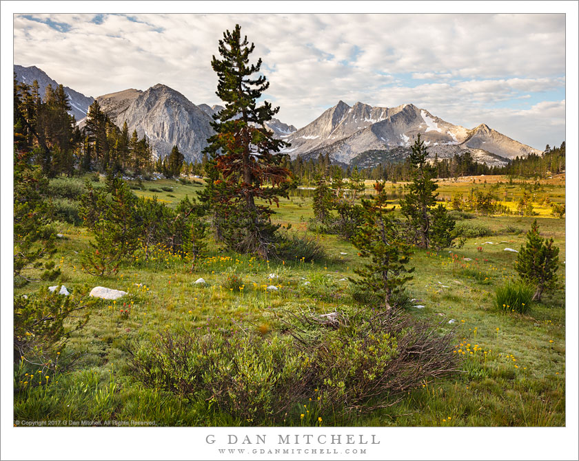 Tree-Filled Meadow, Morning Clouds