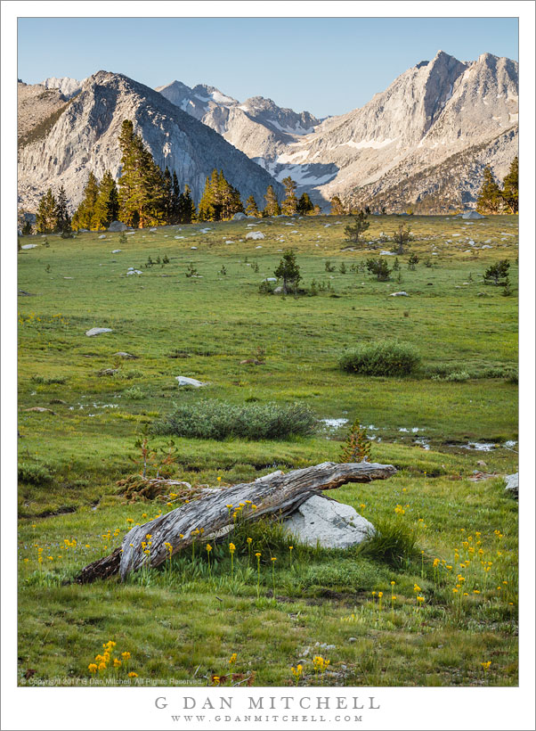 Meadow, Snag, And Boulder