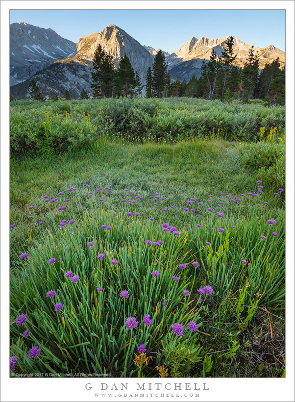 Morning Meadow