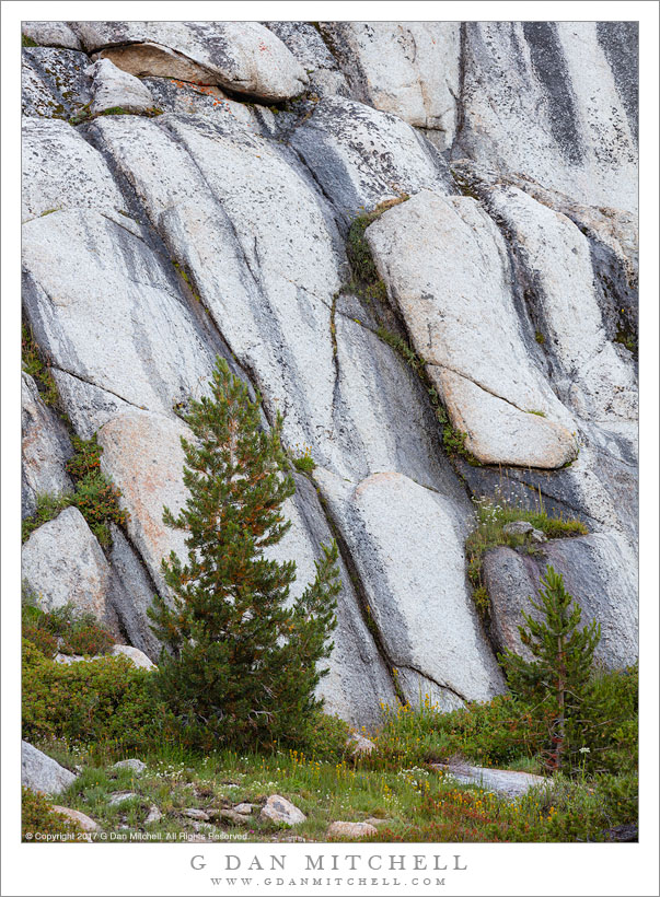 Tree and Rock Face