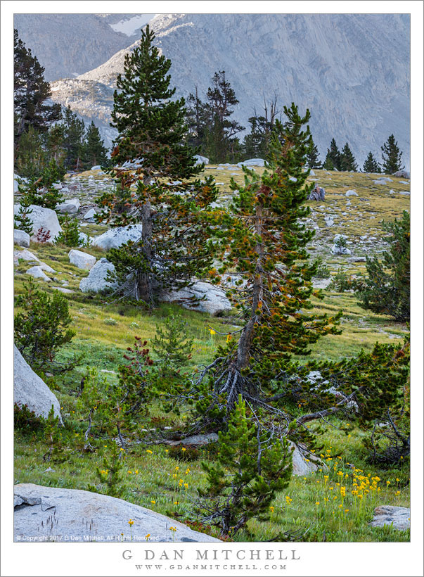 Trees, Rocky Meadow