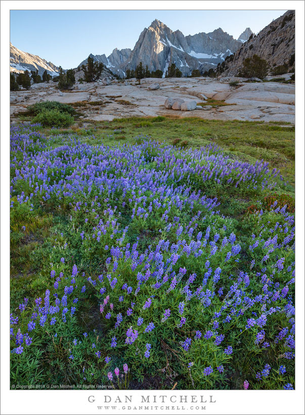 Late Season Wildflowers