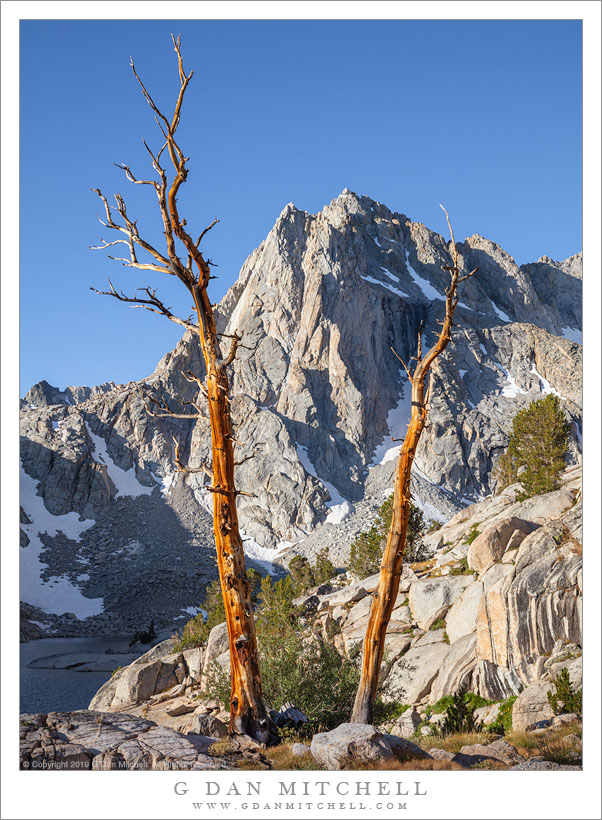 Two Snags, Morning Light