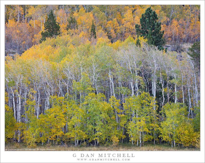 Aspen Layers