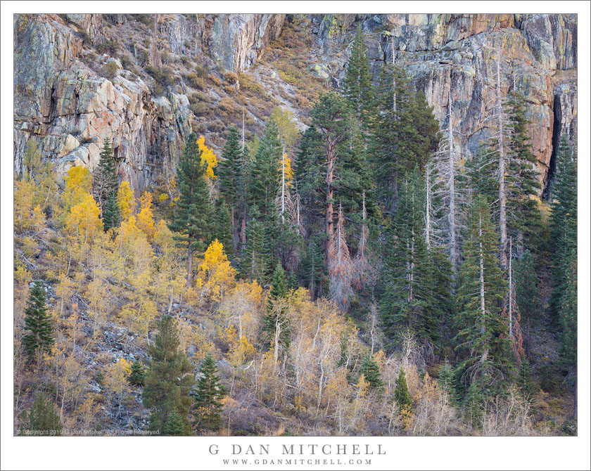 Aspens and Conifers