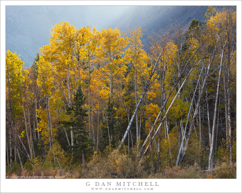 Autumn Aspens In Canyon Light