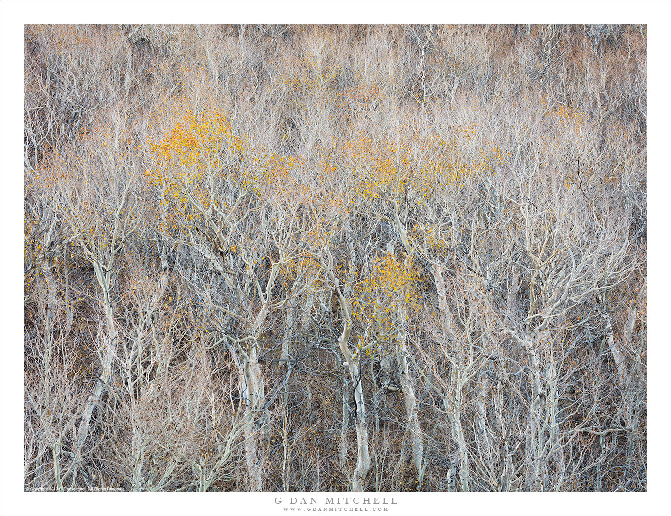 Bare Aspen Thicket