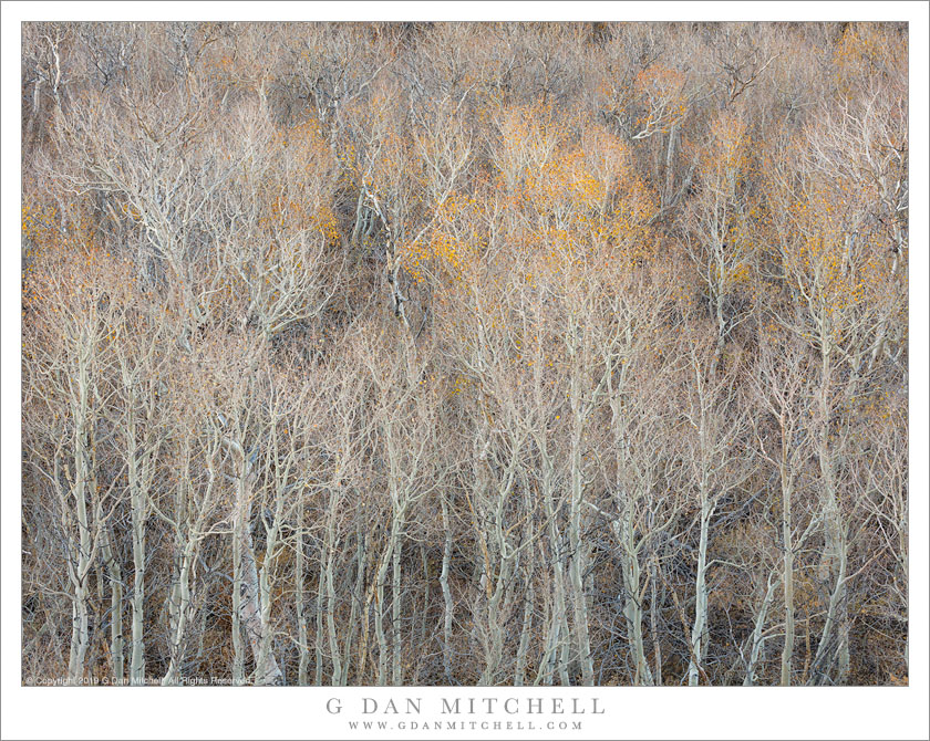 Nearly Bare Aspen Grove