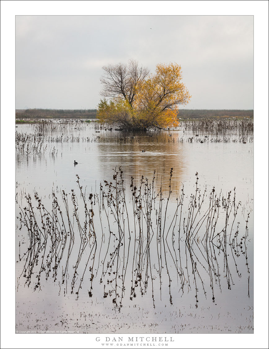 Autumn Pond, Tree