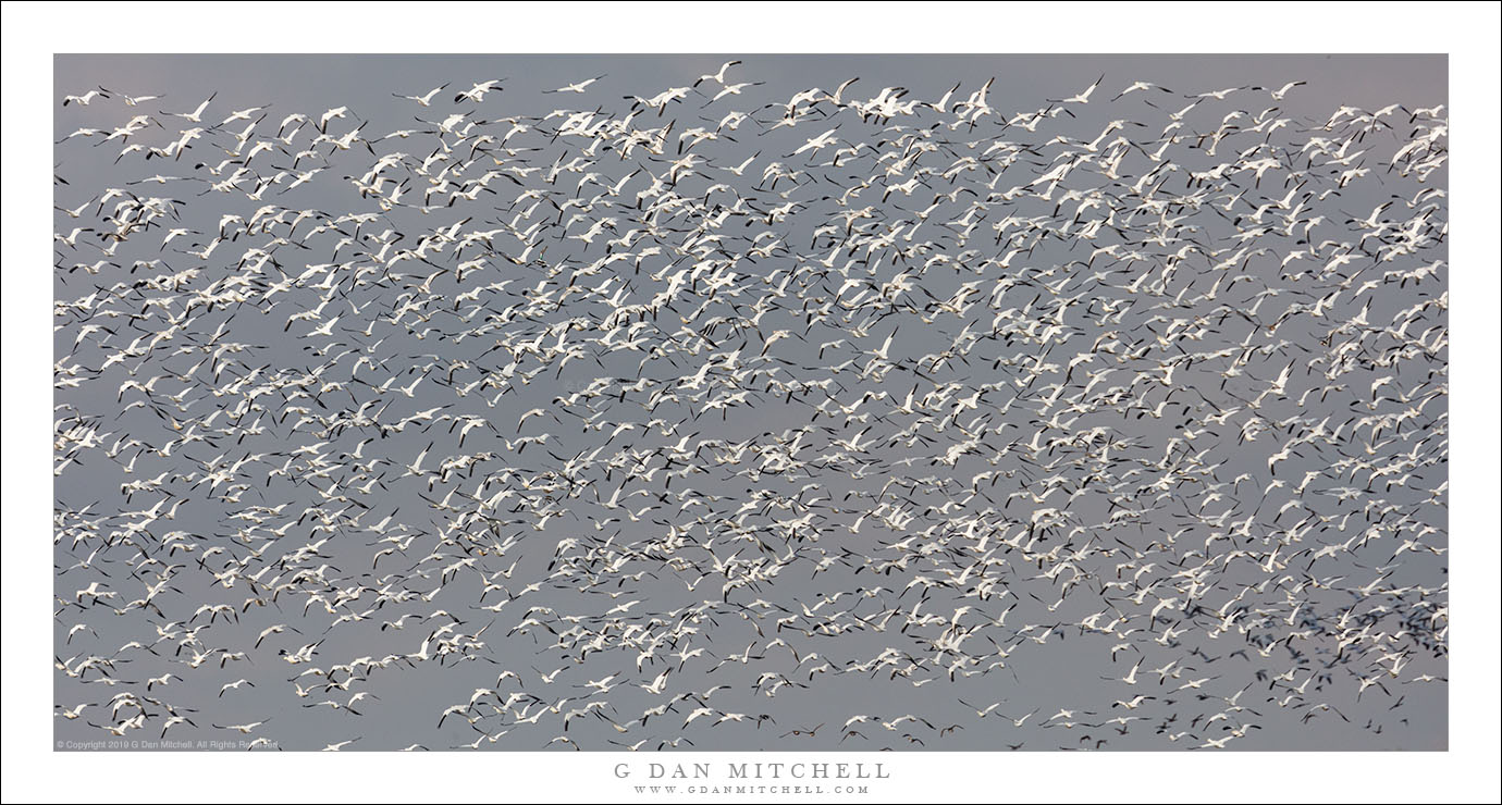 Flock In Flight