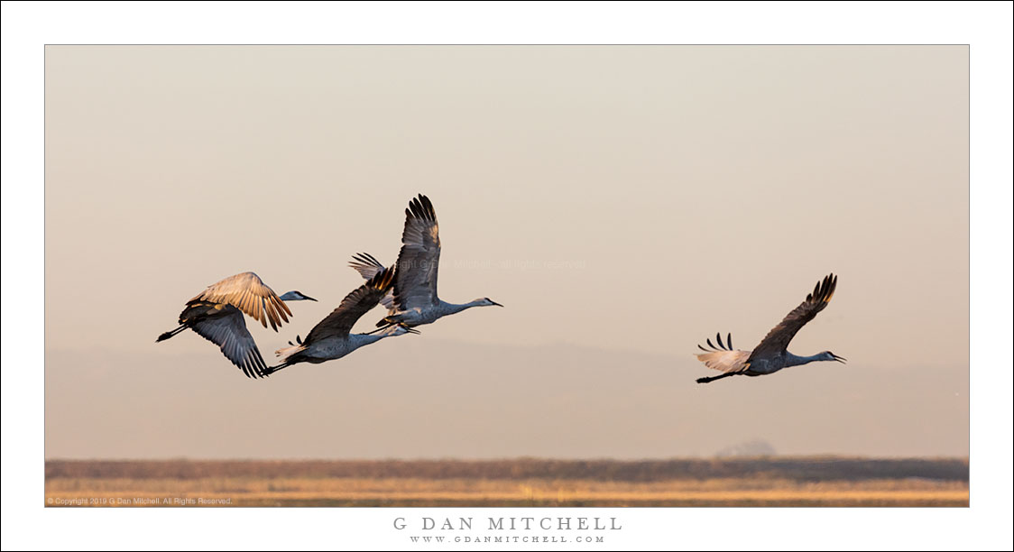 Four Sandhilll Cranes Taking Flight