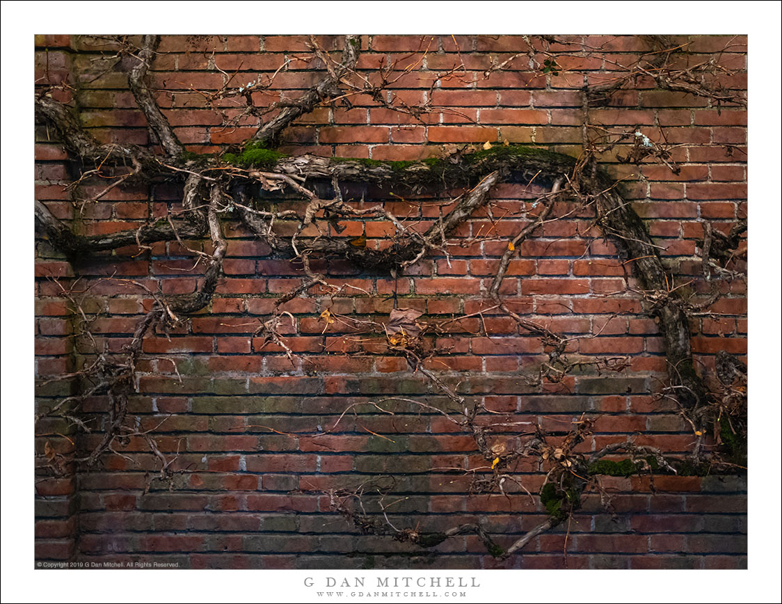 Brick Wall And Tree, Night. © Copyright 2019 G Dan Mitchell - all rights reserved. DescriptionNight photograph of a gnarled tree growing up an old brick wall. Believe it or not, this emerged from a foray to make Christmas photographs. We made arrangements to visit a local place that has an old mansion, extensive grounds, and remarkable gardens, all decorated for the holiday season. We timed our visit for right around sunset so that we would have a variety of conditions for photographing Christmas lights and the background building and gardens. In fact, I did make some more traditional seasonal photographs — people illuminated by Christmas lights and similar. But then I saw this wall with the twisted and gnarled tree growing along its surface, illuminated by a few bare bulbs overhead — and I went into the more traditional night photographer mode. Photographing at night often profoundly transforms the mood of a subject, and that is certainly true in this case. In the daytime you might think of this as a lovely old, weathered wall with a tree. But to my eyes, at night it takes on a darker and possibly even ominous character. G Dan Mitchell is a California photographer and visual opportunist. His book, "California's Fall Color: A Photographer's Guide to Autumn in the Sierra" is available from Heyday Books and Amazon. Blog | About | Flickr | Facebook | Email Links to Articles, Sales and Licensing, my Sierra Nevada Fall Color book, Contact Information.