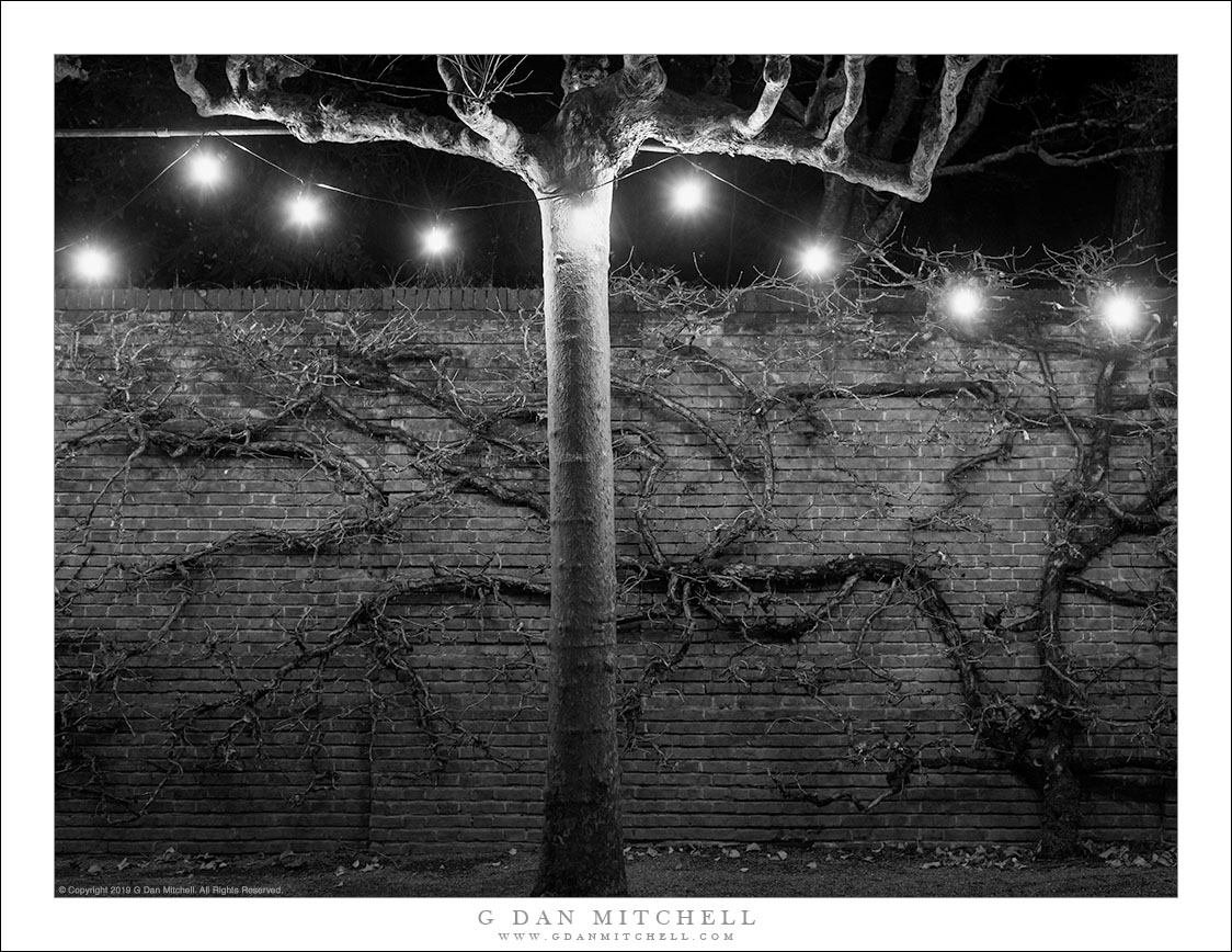 Holiday Lights, Tree And Wall