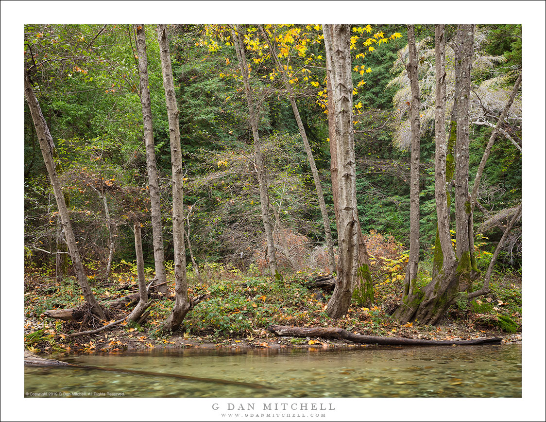 Late-Autumn Coastal Forest