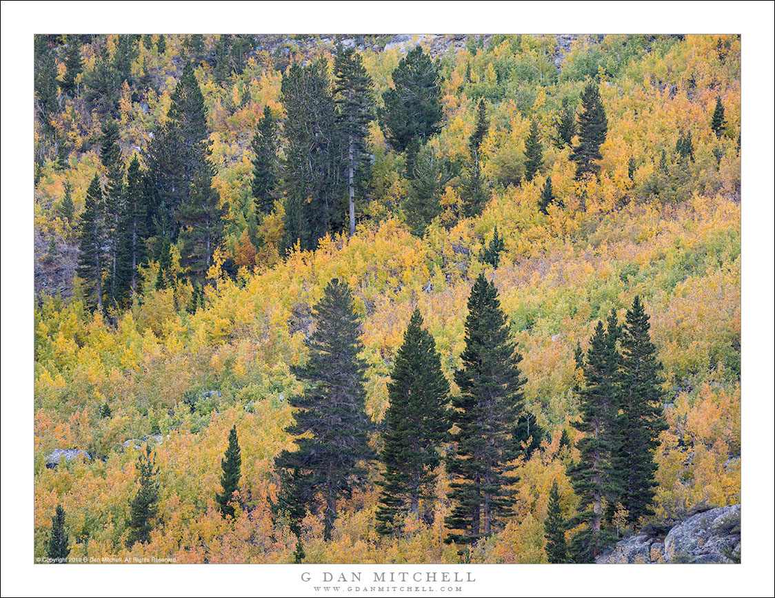 Conifers And Scrub Aspens