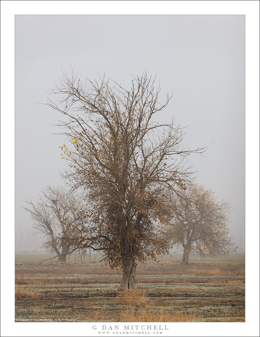 Three Trees, Fog