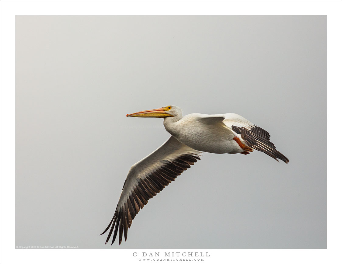 White Pelican In Flight