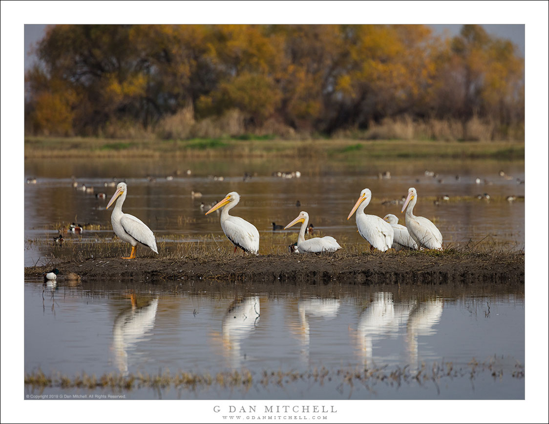 White Pelicans, Island