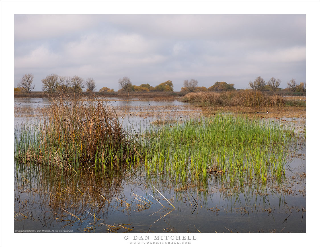 Autumn Wetlands