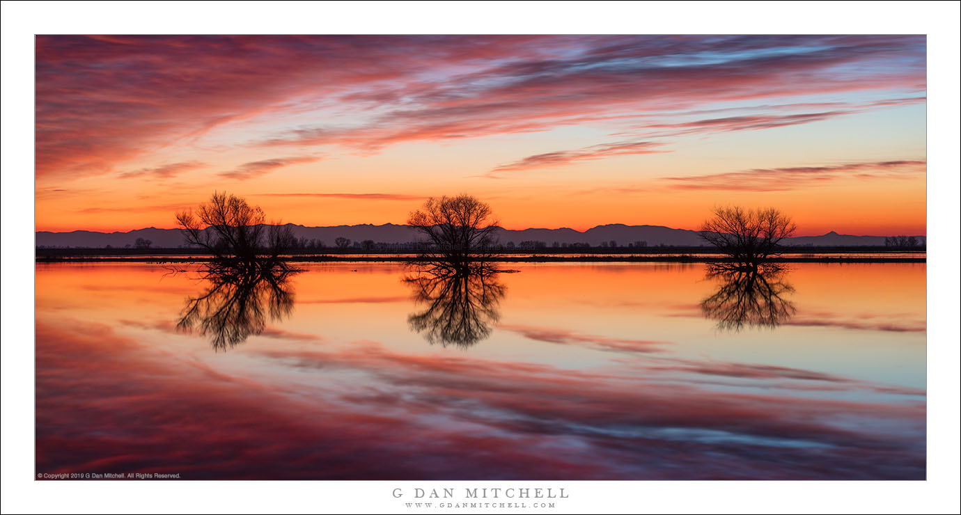 Three Trees, Wetlands Sunset