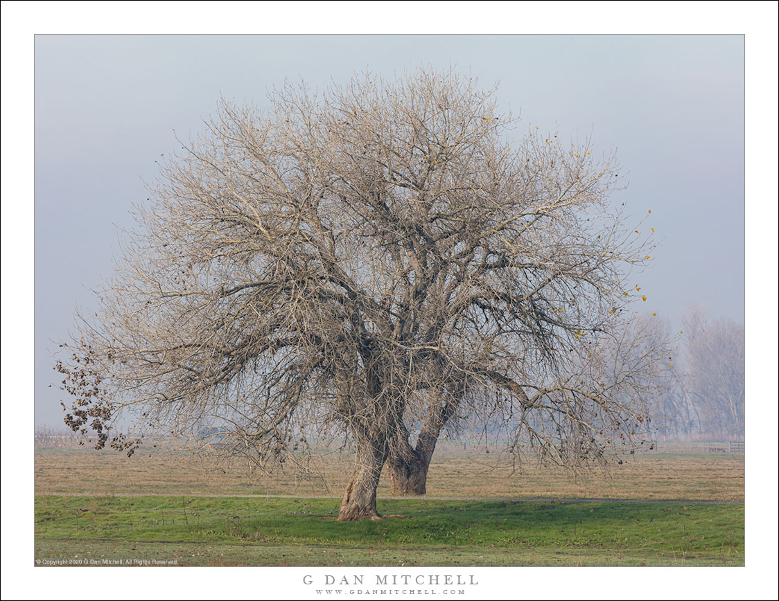 Winter Trees