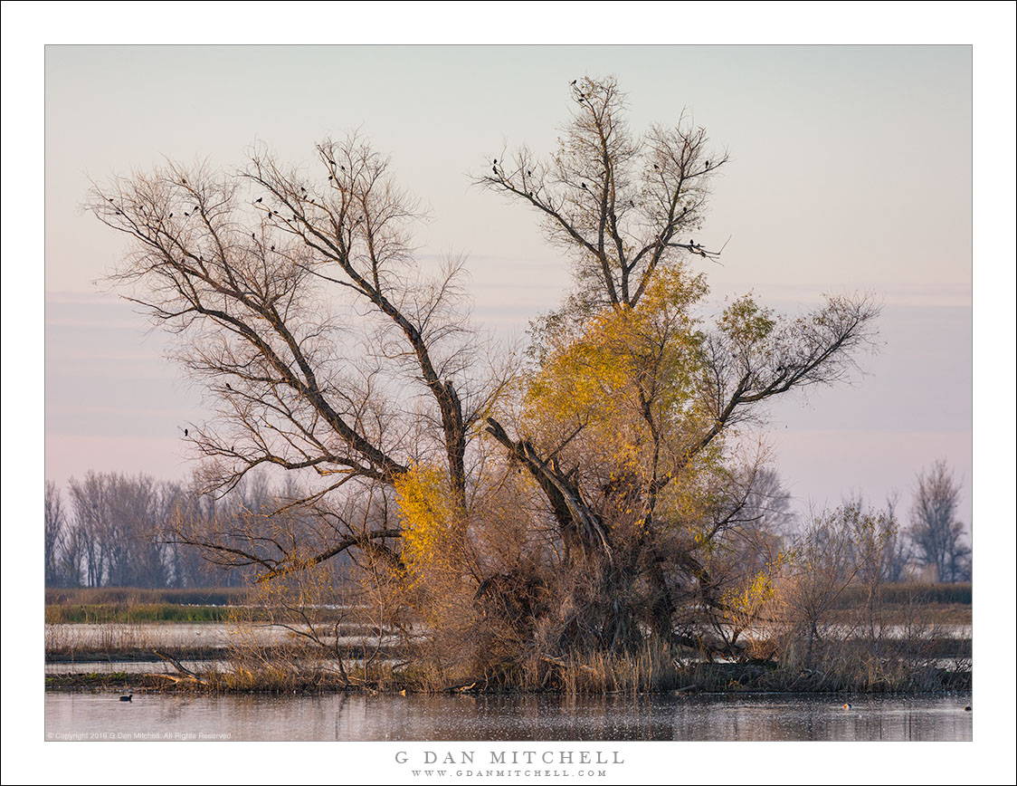 Tree With Birds, Evening