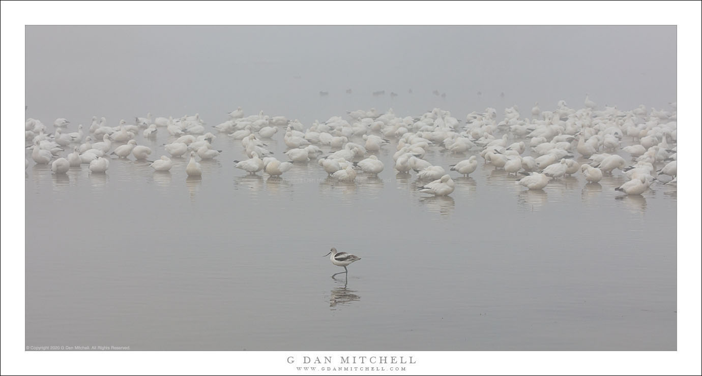 Avocet and Geese, Fog