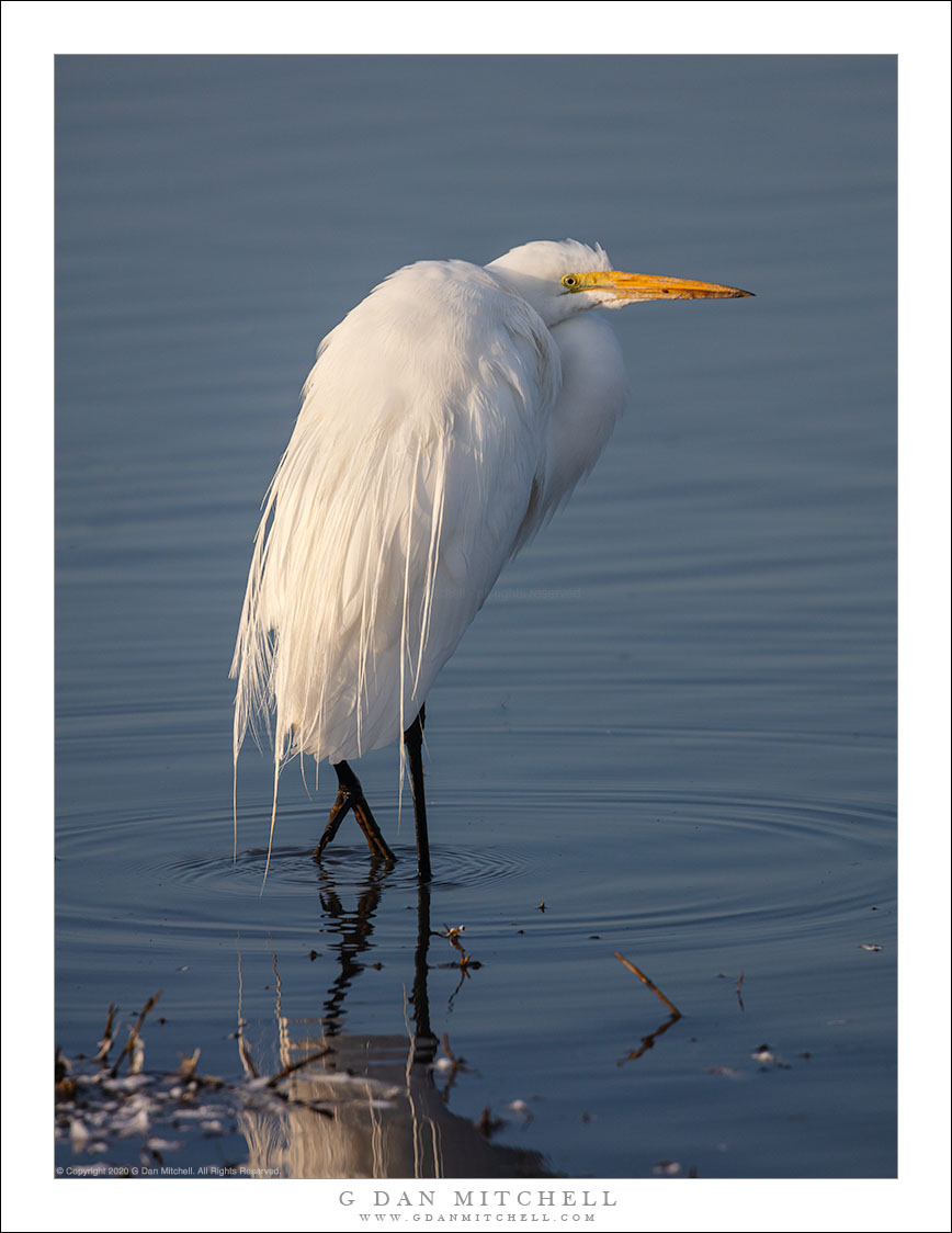 Great Egret